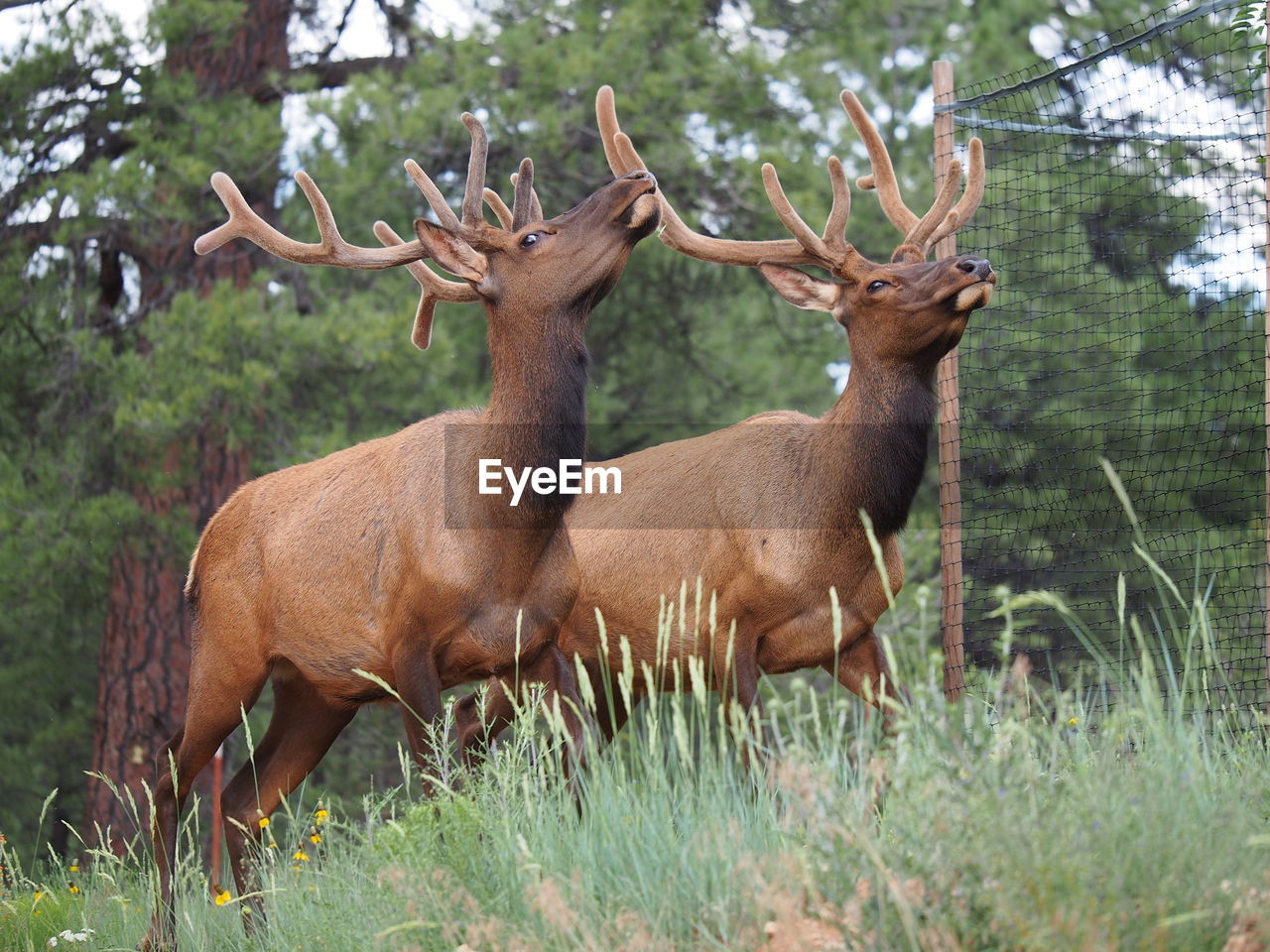 Deer standing on grassy field against trees