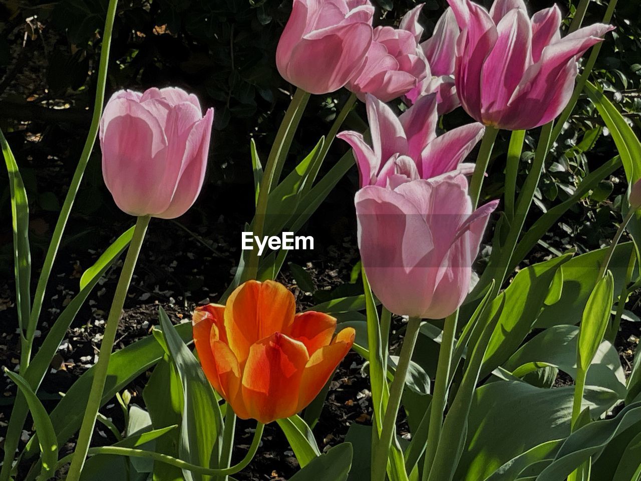plant, flower, flowering plant, beauty in nature, petal, freshness, growth, fragility, nature, close-up, flower head, inflorescence, pink, leaf, plant part, no people, tulip, botany, green, outdoors, day, springtime, field, land