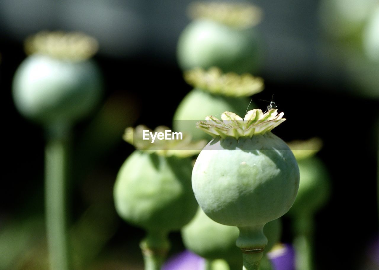 flower, green, freshness, flowering plant, plant, beauty in nature, close-up, macro photography, focus on foreground, nature, growth, no people, yellow, plant stem, food and drink, blossom, food, fragility, bud, flower head, outdoors, selective focus, petal, vegetable, inflorescence, day, healthy eating