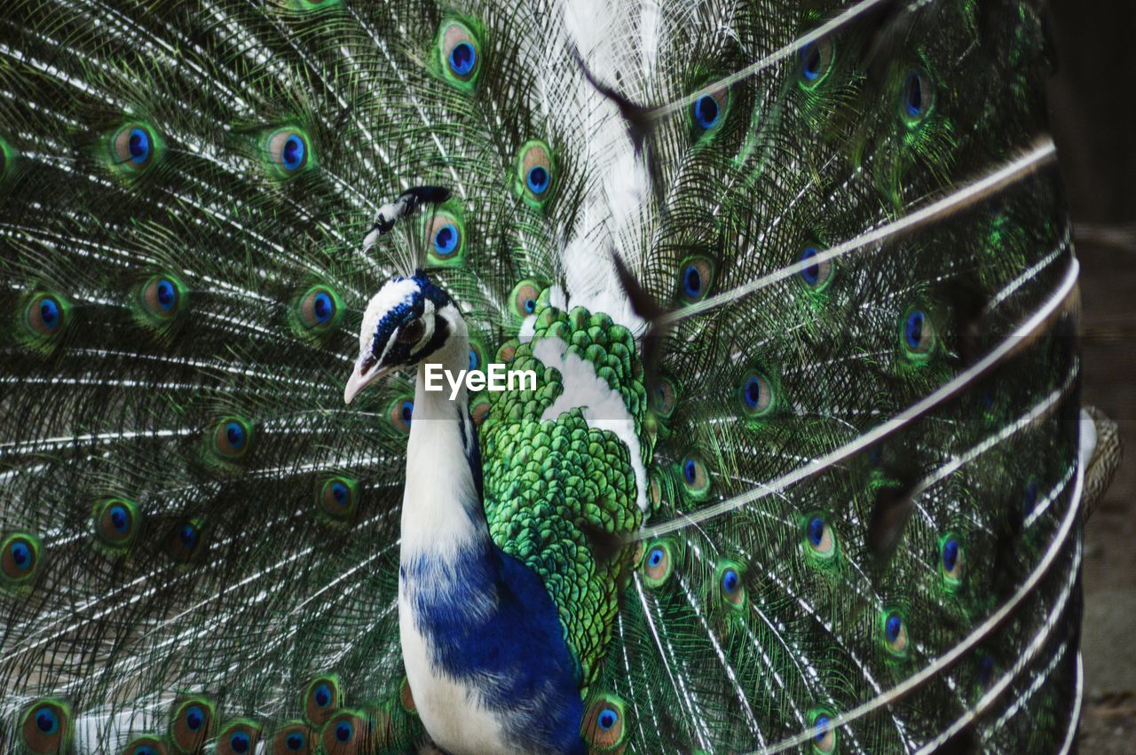 CLOSE-UP OF PEACOCK WITH FEATHERS IN BACKGROUND