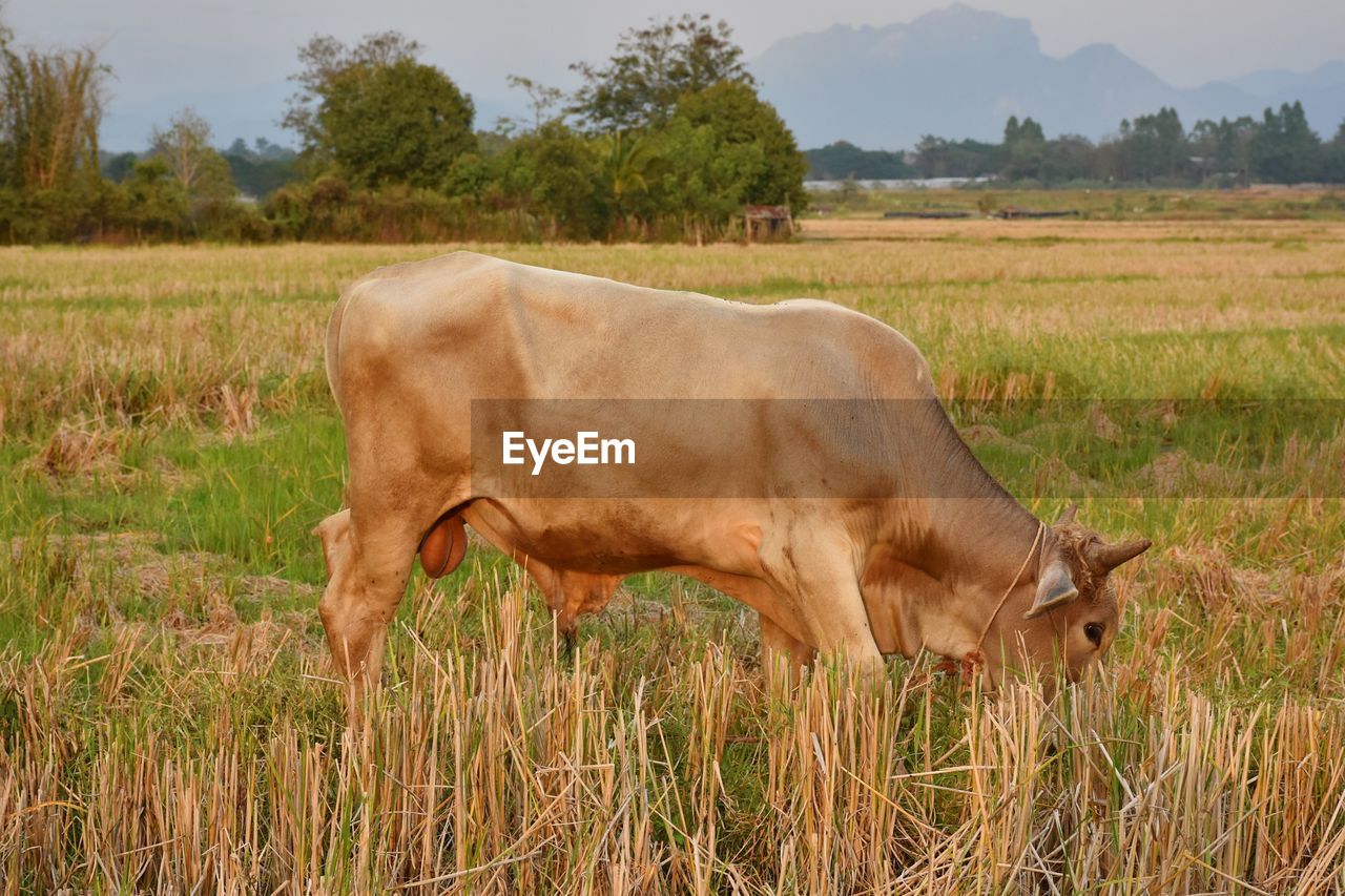 Cow grazing on grassy field