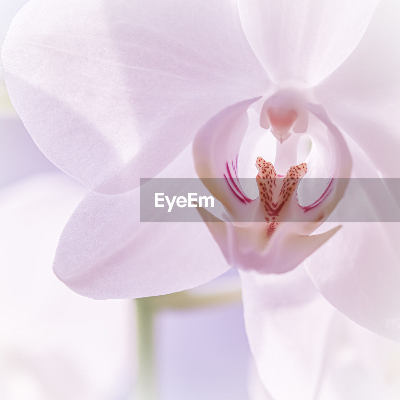 flower, flowering plant, pink, plant, beauty in nature, freshness, fragility, petal, close-up, flower head, nature, inflorescence, white, macro photography, orchid, purple, growth, blossom, no people, pollen, lilac, springtime, stamen, lavender, macro, softness, outdoors, botany, focus on foreground, extreme close-up