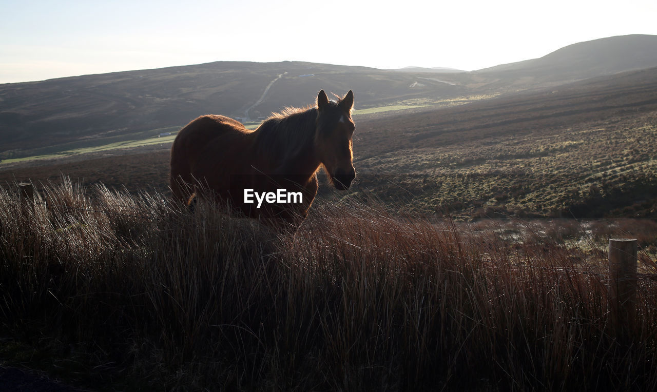 Horse in a field