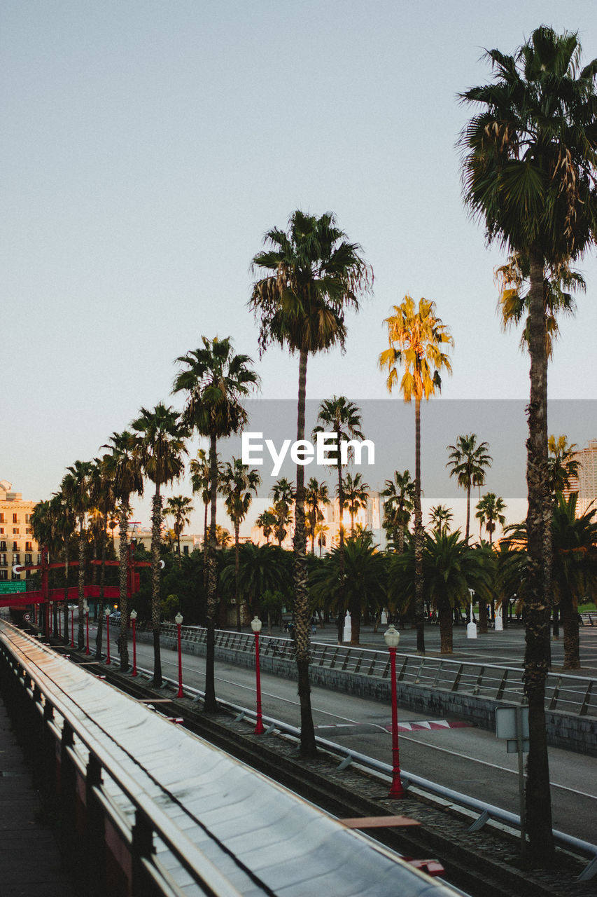 Palm trees on sidewalk against clear sky during sunset