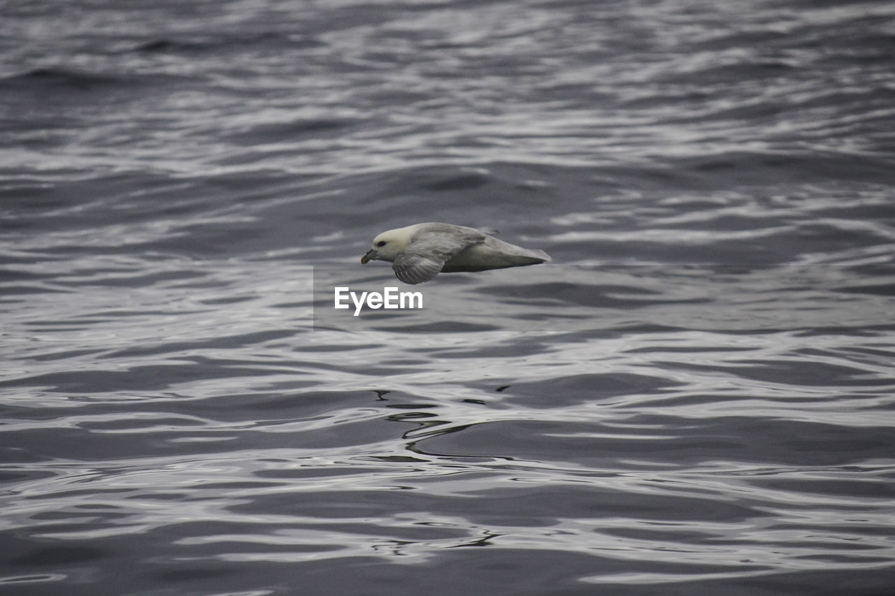 Bird flying over sea