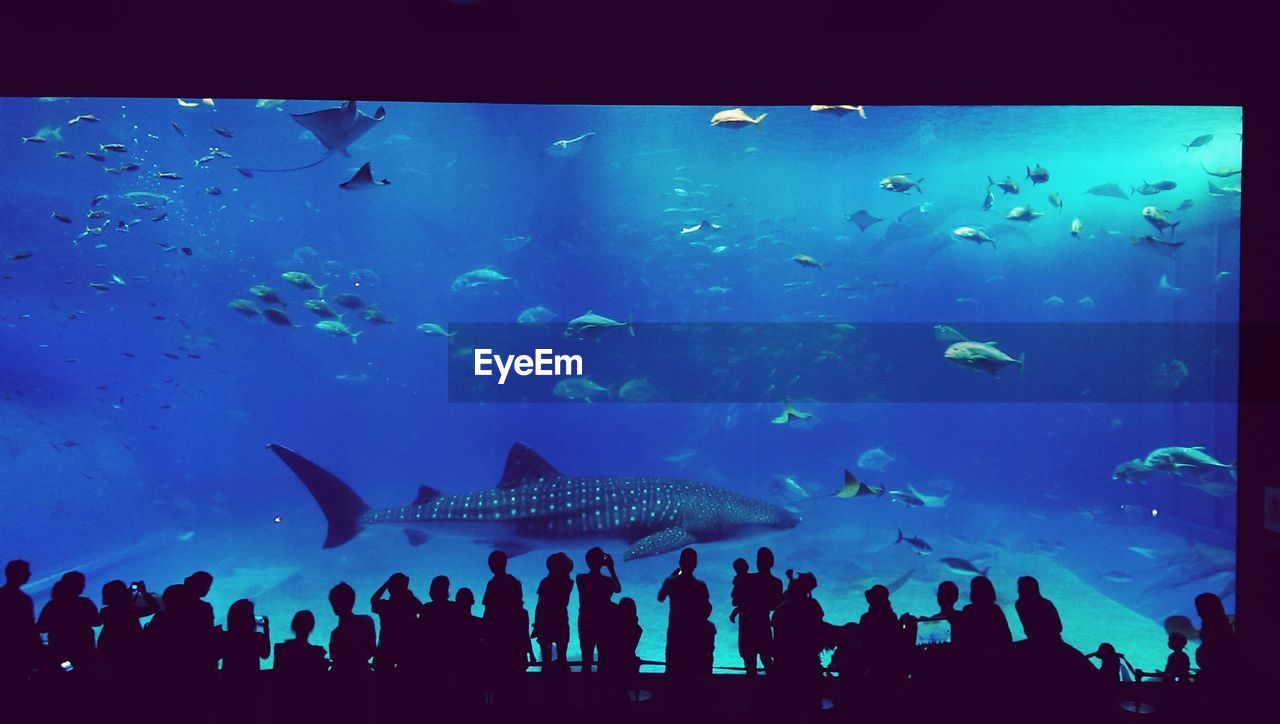 Silhouette people looking at fish in okinawa churaumi aquarium