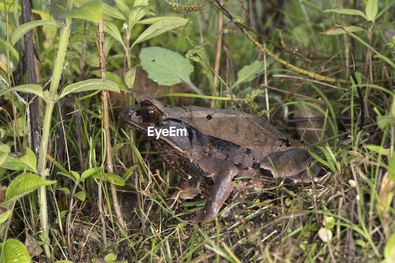 FROG IN FIELD