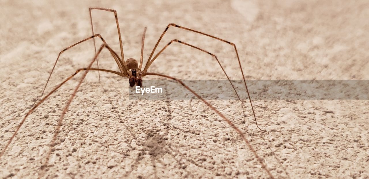 CLOSE-UP OF SPIDER IN THE GROUND