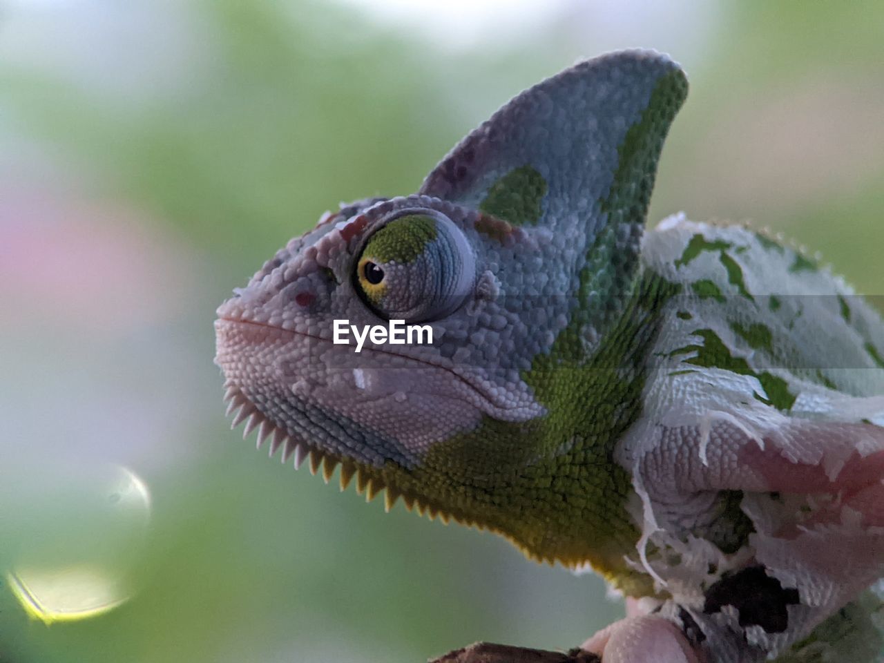 Closeup of lizard chameleon