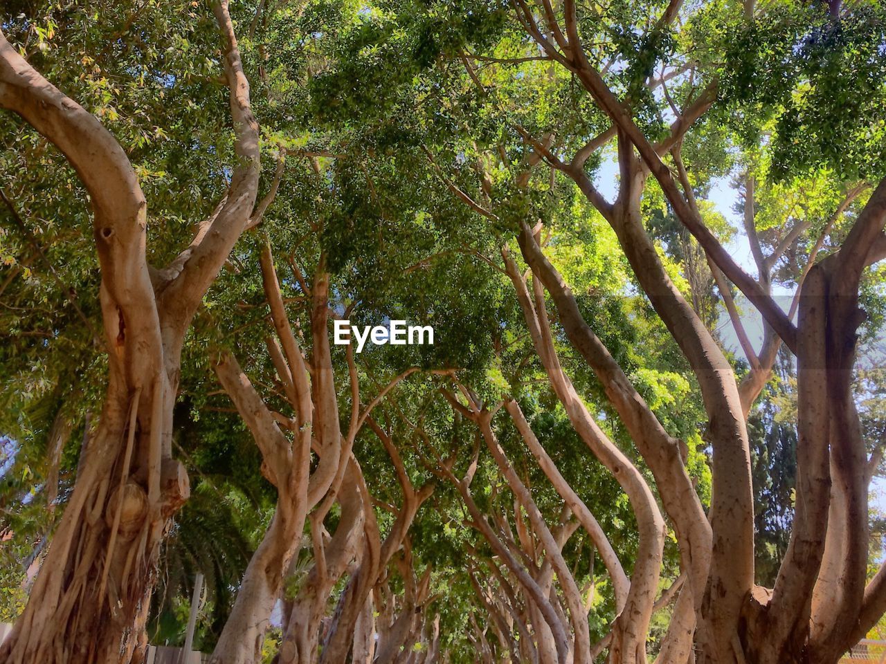 Low angle view of trees