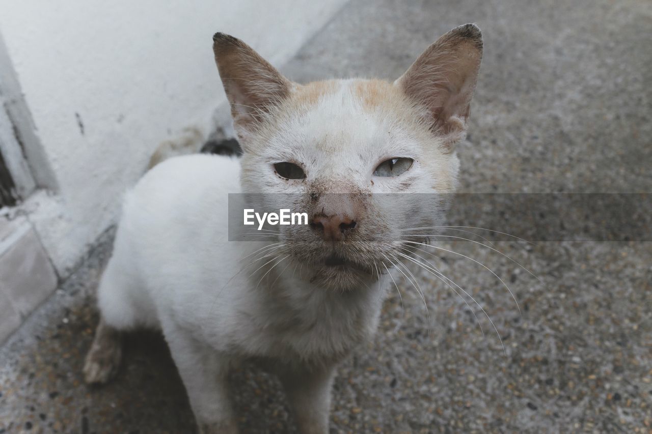 CLOSE-UP PORTRAIT OF CAT