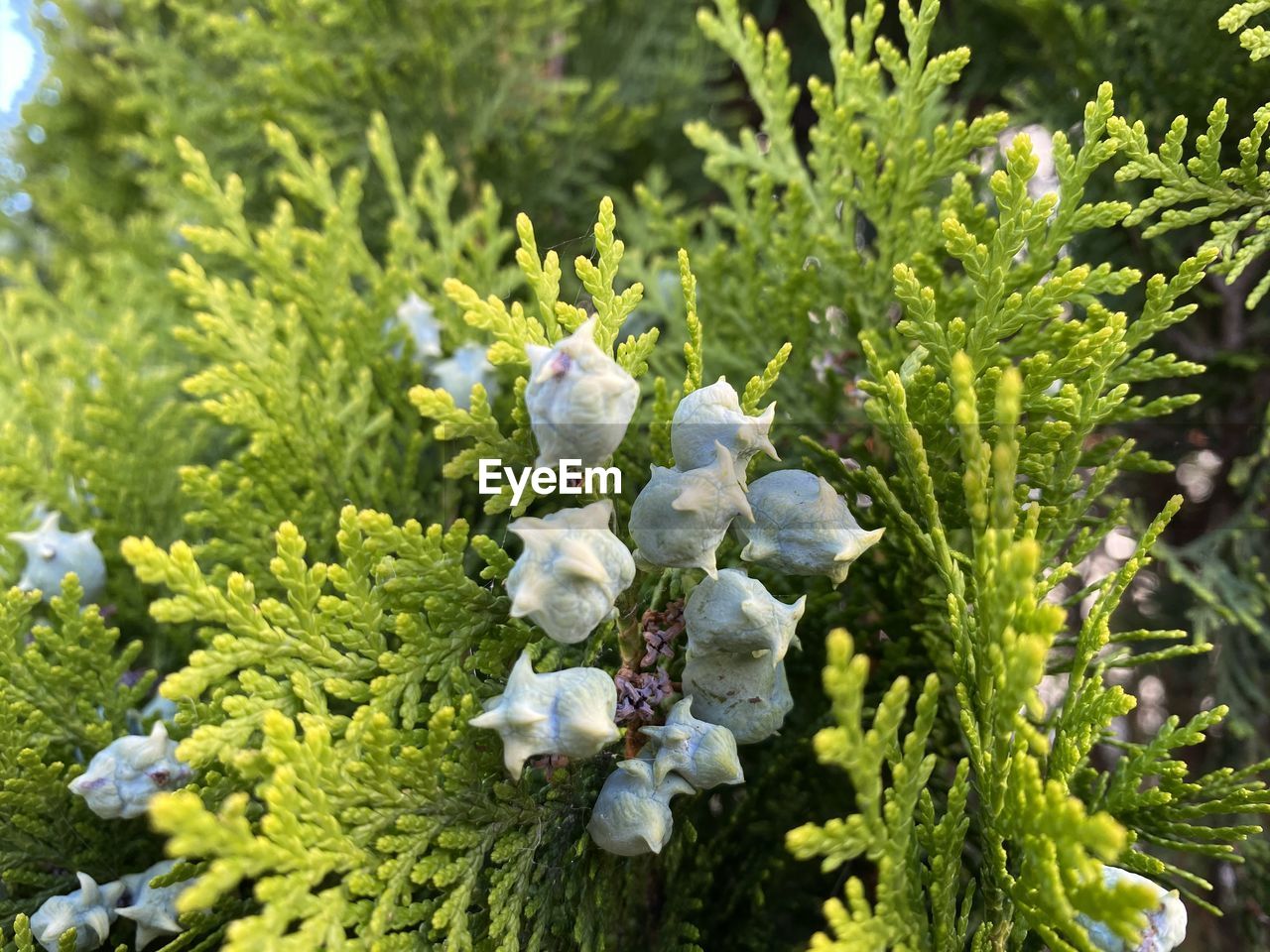 High angle view of white flowering plant