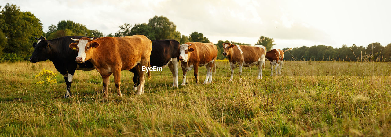 HORSES STANDING IN THE FIELD