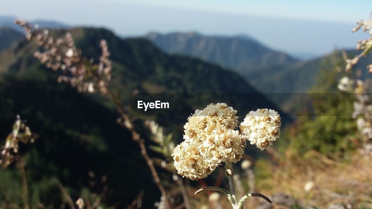 Close-up of white flowers on mountain