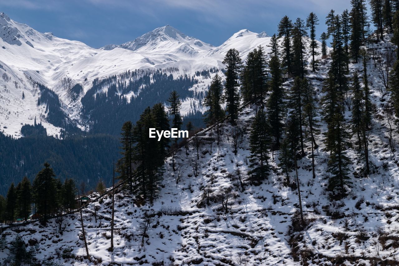 Pine trees on snowcapped mountains against sky