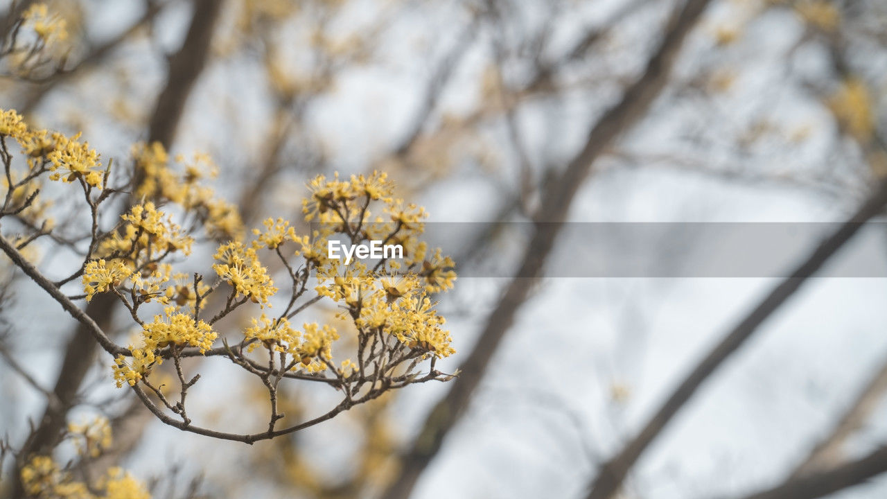 plant, tree, spring, branch, nature, beauty in nature, blossom, yellow, flower, winter, flowering plant, focus on foreground, freshness, growth, leaf, springtime, no people, sunlight, close-up, outdoors, twig, day, white, autumn, fragility, selective focus, tranquility, sky, plant part, low angle view, macro photography, environment, food and drink, scenics - nature