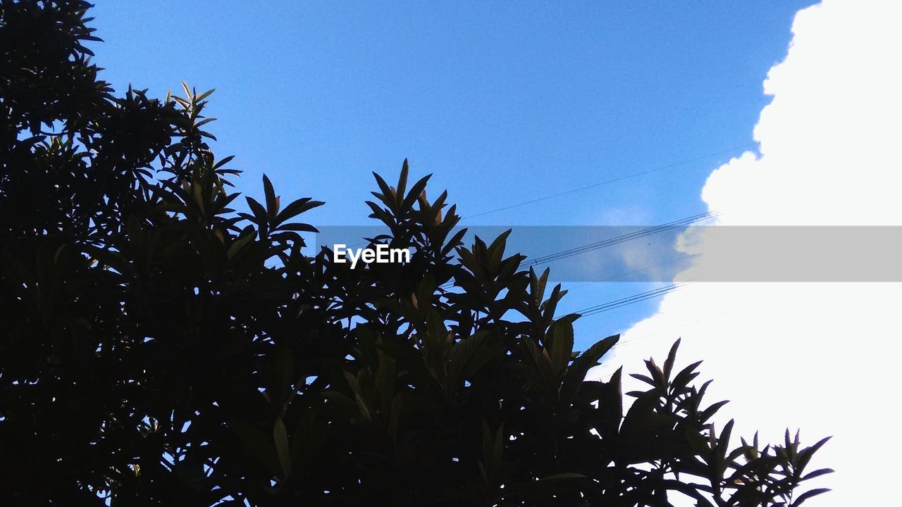 LOW ANGLE VIEW OF TREES AGAINST CLEAR BLUE SKY