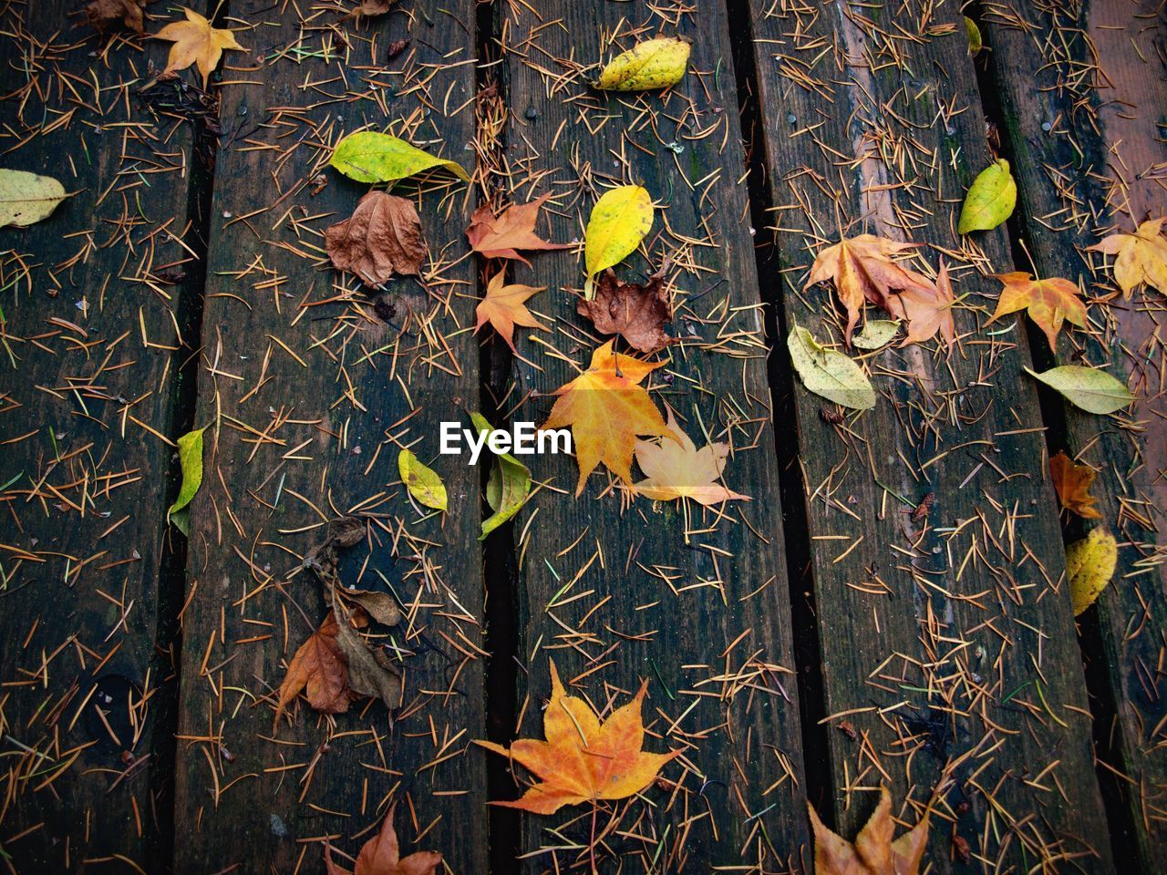 High angle view of autumn leaves on pier