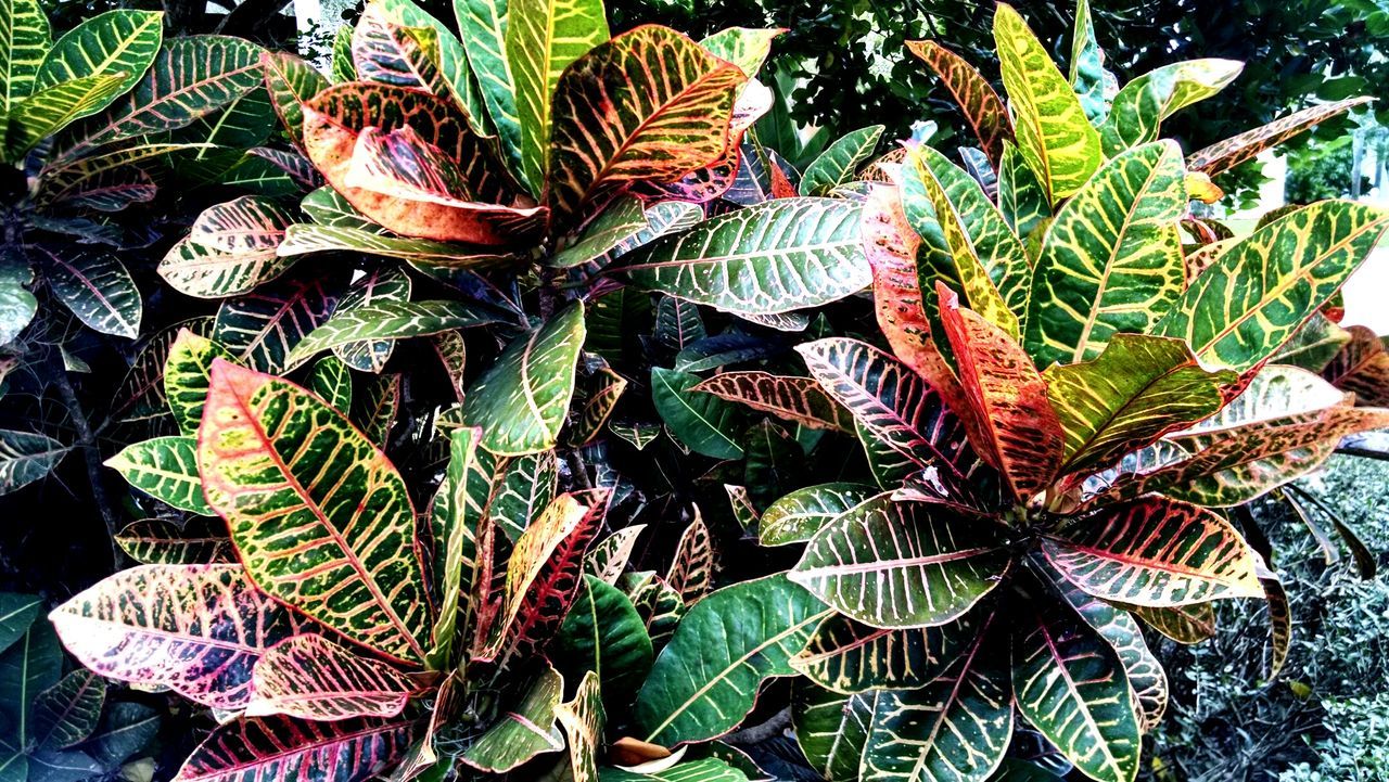 HIGH ANGLE VIEW OF PLANTS