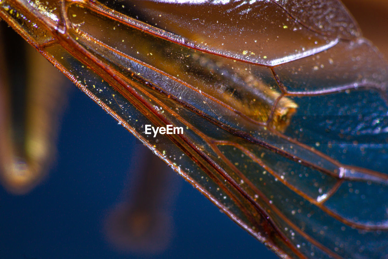 CLOSE-UP OF WET LEAF