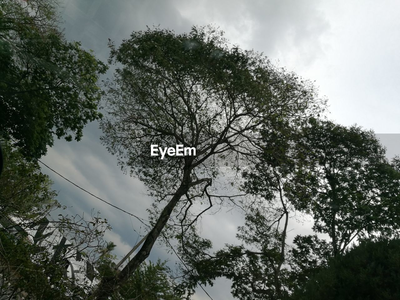 LOW ANGLE VIEW OF BRANCHES AGAINST SKY