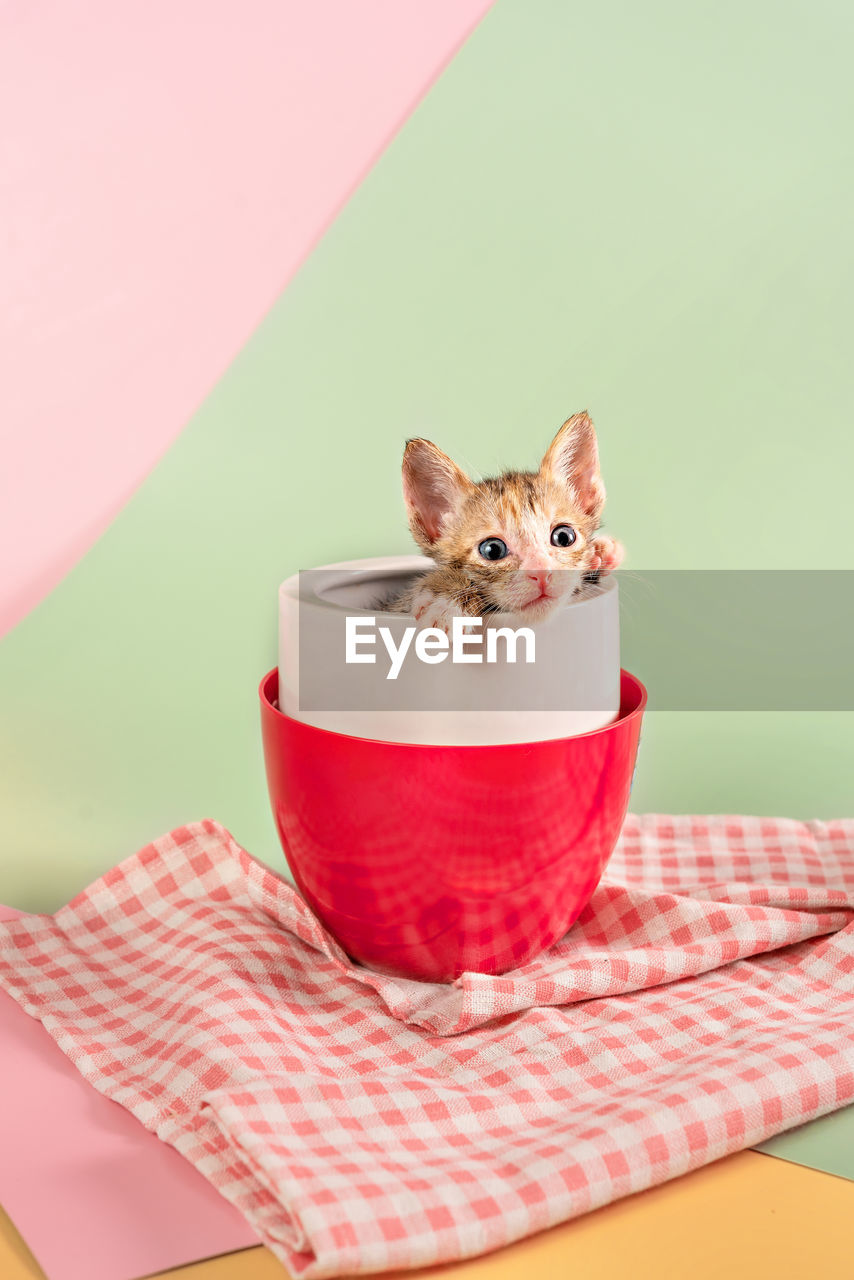 PORTRAIT OF A CAT SITTING ON RED TABLE