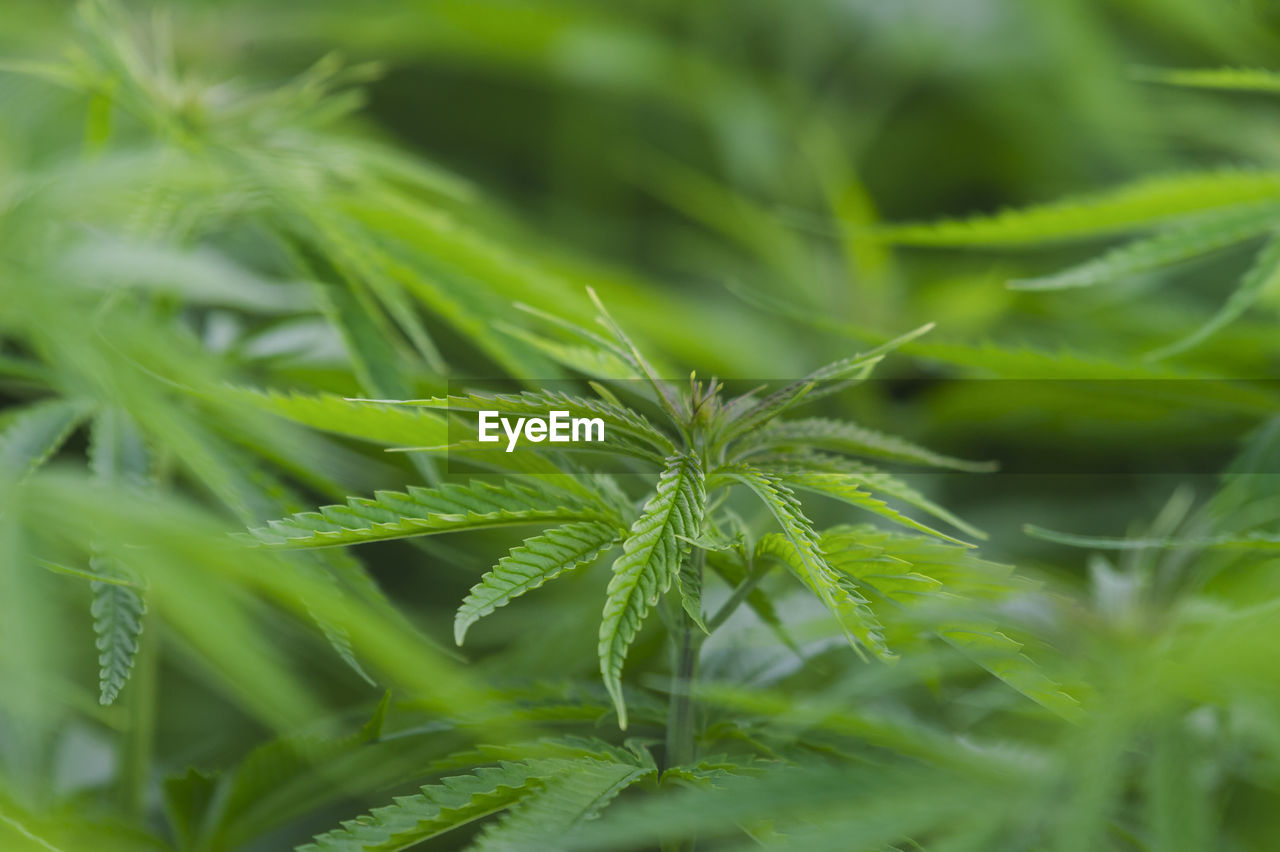 CLOSE-UP OF GREEN LEAVES ON PLANT