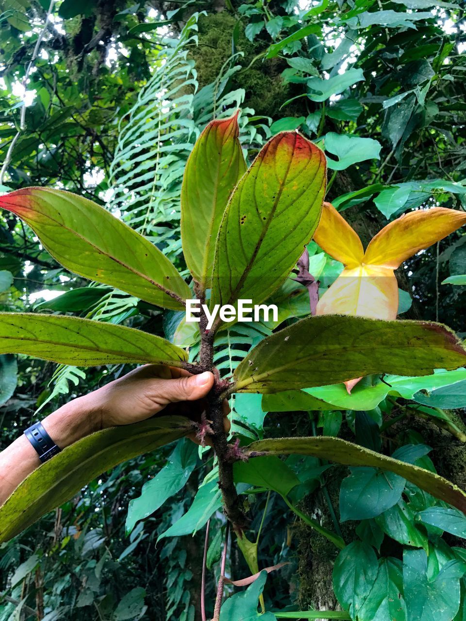 CLOSE-UP OF BANANA TREE AGAINST PLANTS