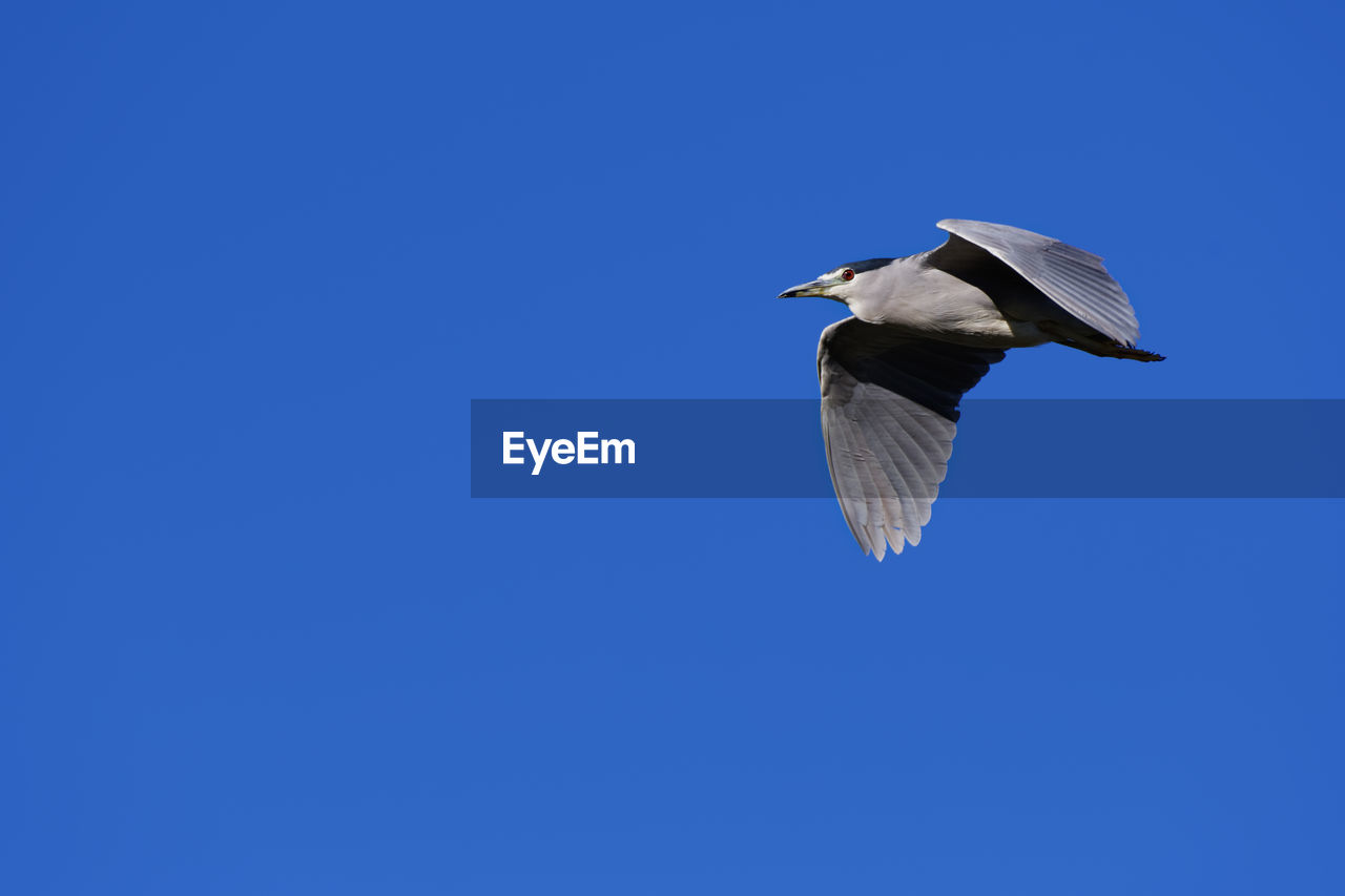 Low angle view of black-crowned night heron flying against clear blue sky