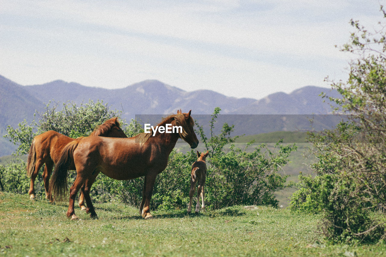 HORSES ON FIELD AGAINST MOUNTAINS