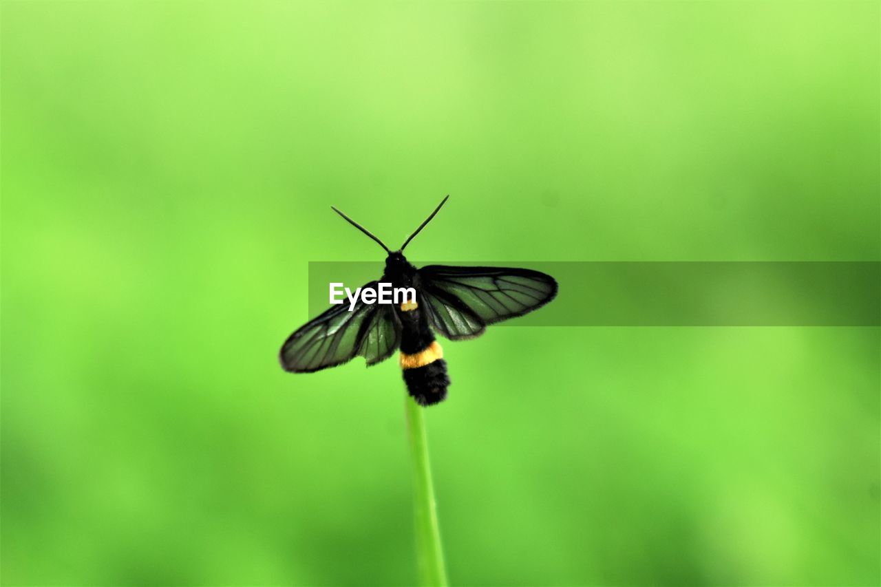 CLOSE-UP OF BUTTERFLY