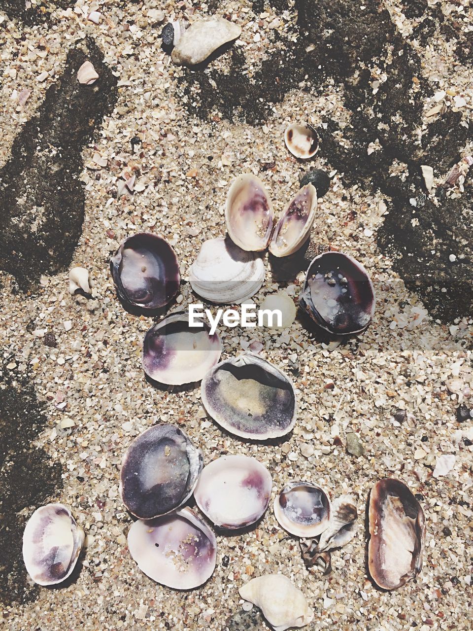 HIGH ANGLE VIEW OF SHELLS ON THE BEACH