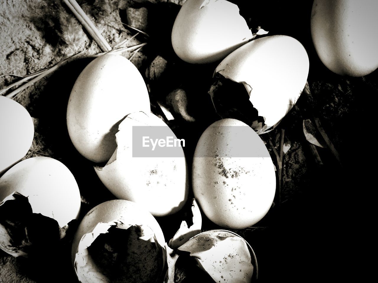 High angle view of broken eggshells on dirt