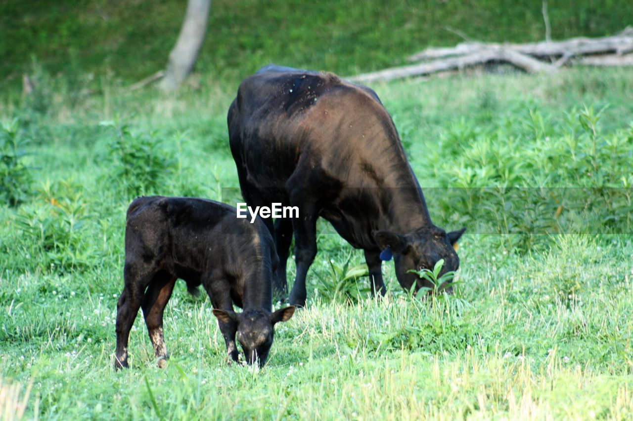 HORSE GRAZING IN PASTURE