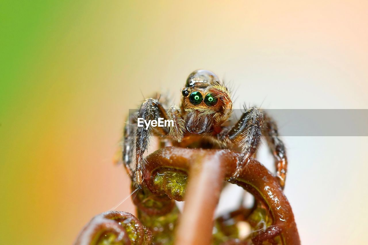 CLOSE-UP VIEW OF SPIDER