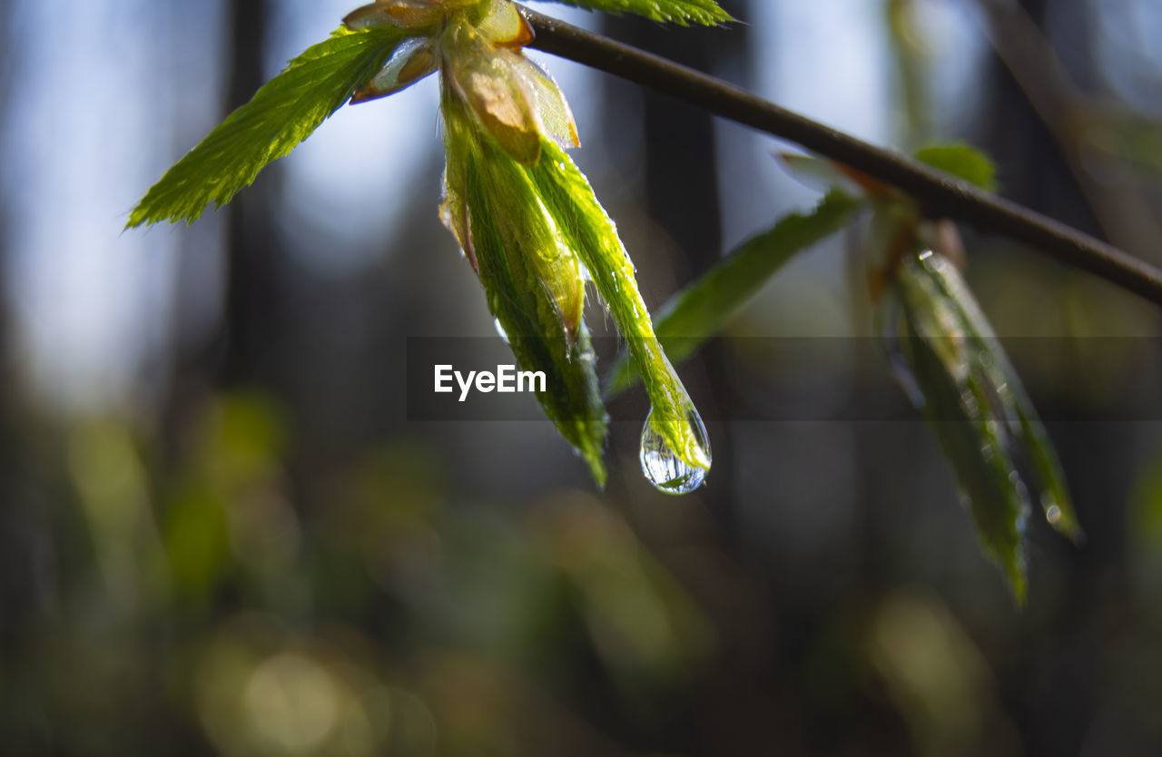 CLOSE-UP OF RAINDROPS ON LEAVES