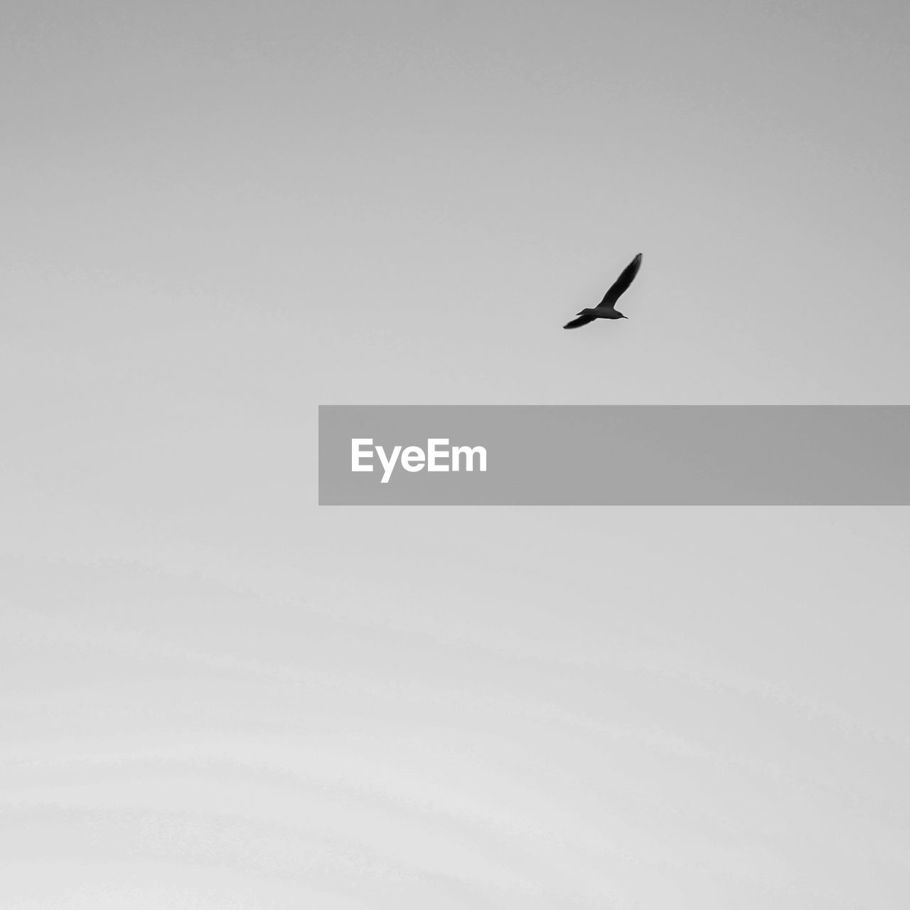 LOW ANGLE VIEW OF A BIRD FLYING
