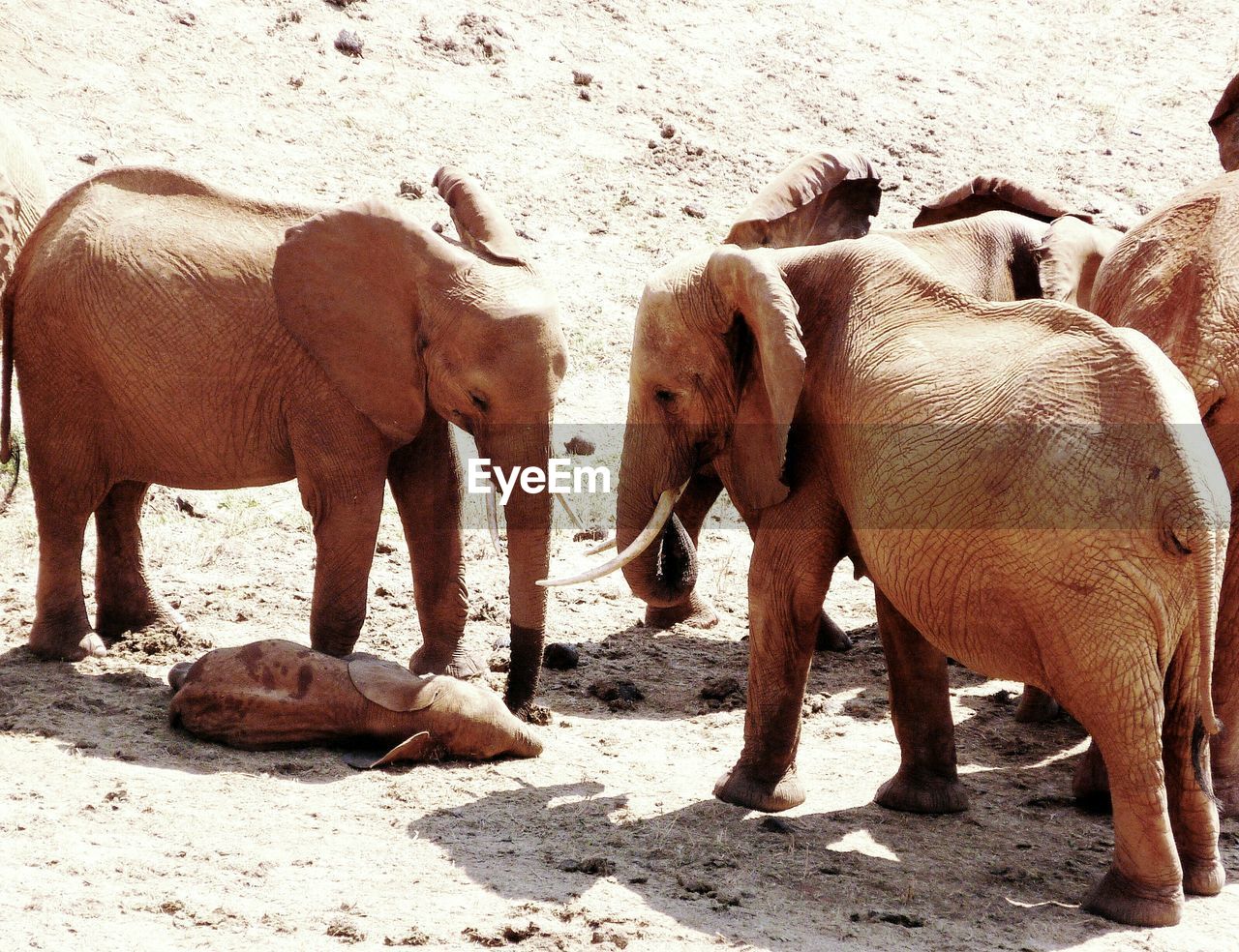 African elephants standing by newborn calf lying down