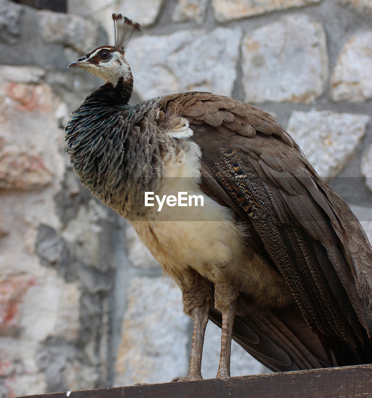 CLOSE-UP OF BIRD AGAINST WALL