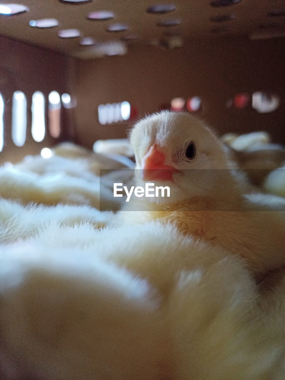 CLOSE-UP OF A YOUNG BIRDS