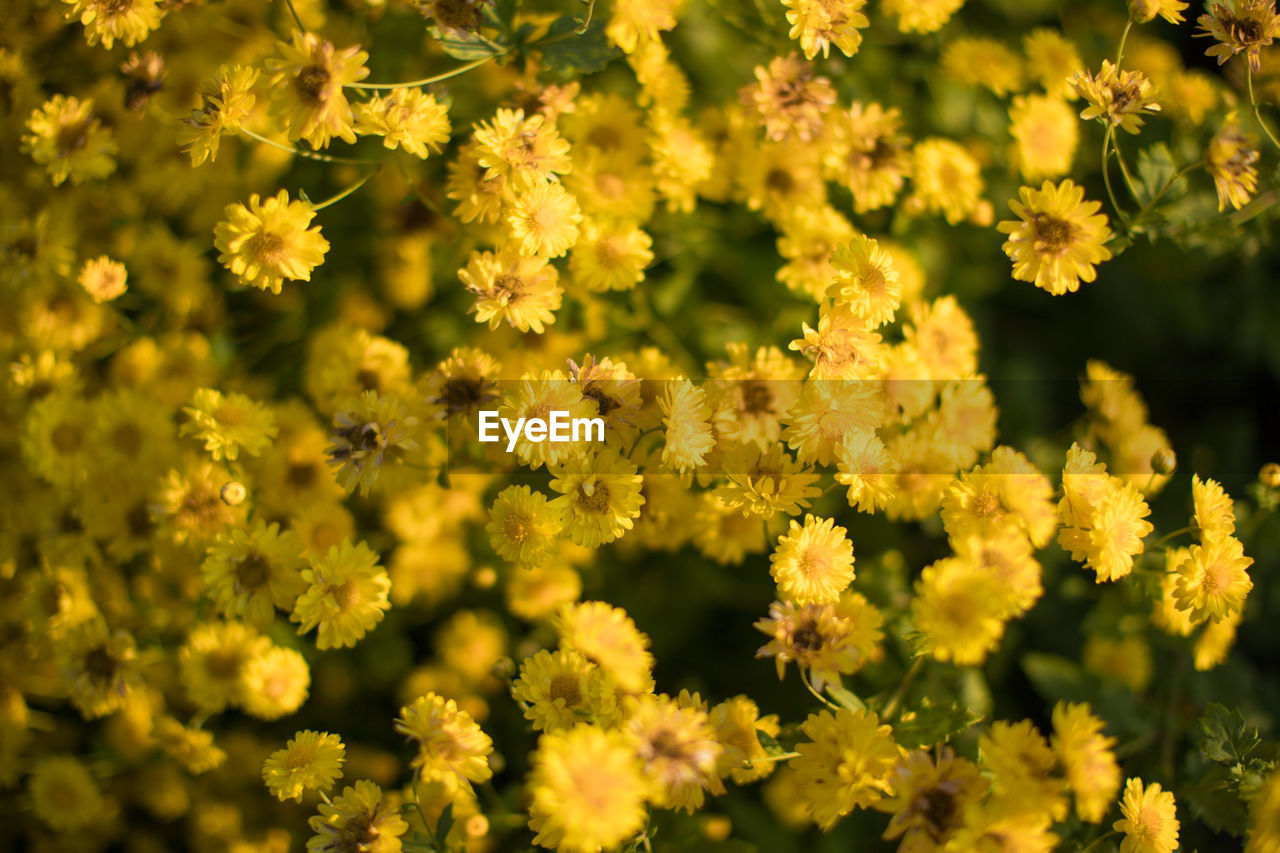 Close-up of yellow flowering plants on field