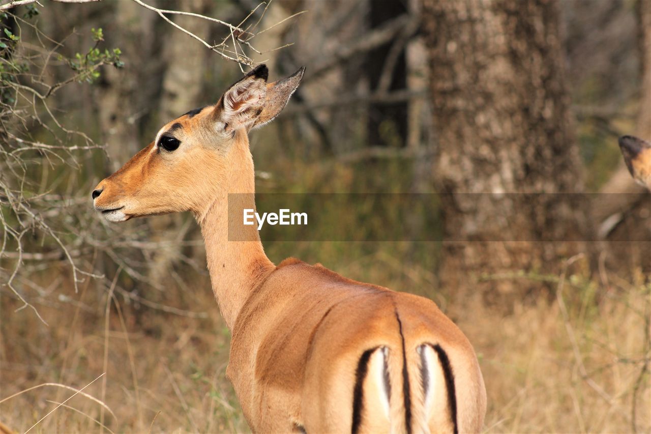 Antilope standing in grass