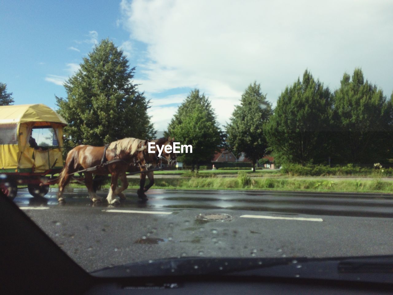 Horses on road by trees against sky