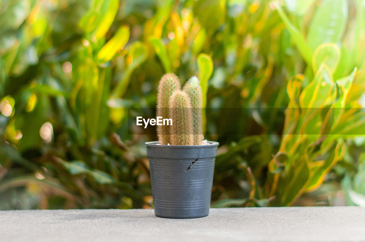 Close-up of cactus plant