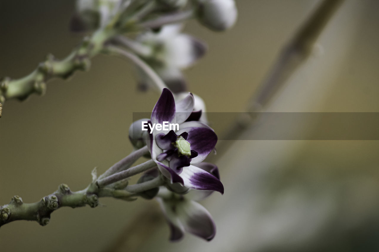 CLOSE-UP OF FRESH PURPLE FLOWER BUDS ON BRANCH