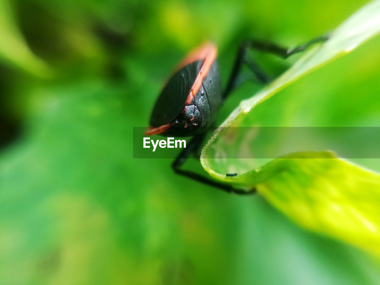 CLOSE-UP OF GRASSHOPPER ON LEAF