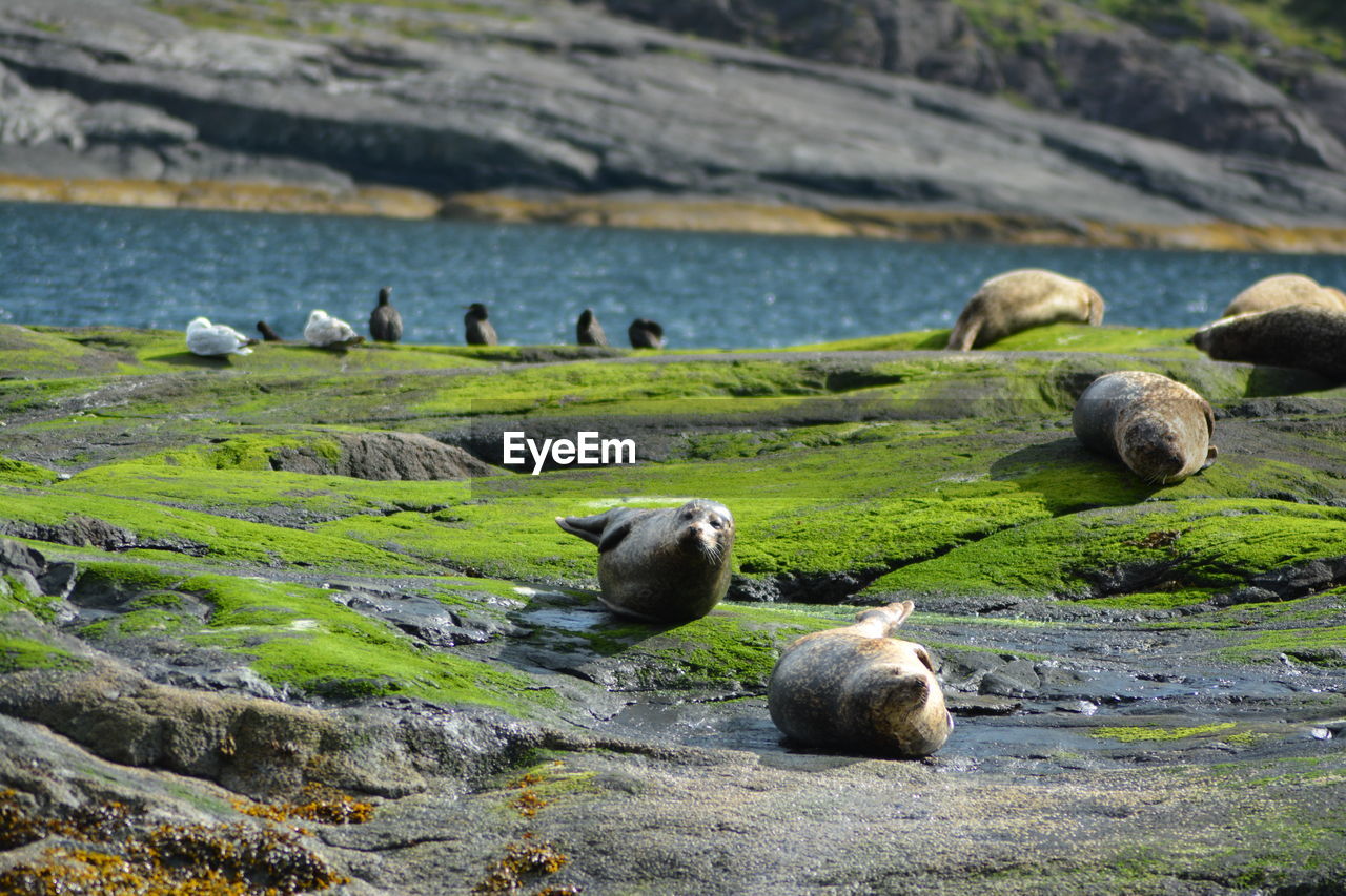 Group of seals