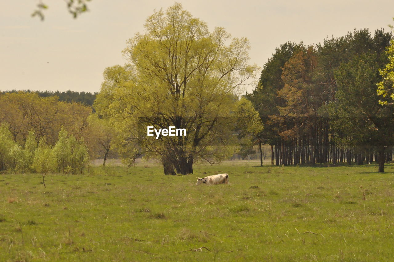 SHEEP GRAZING ON FIELD