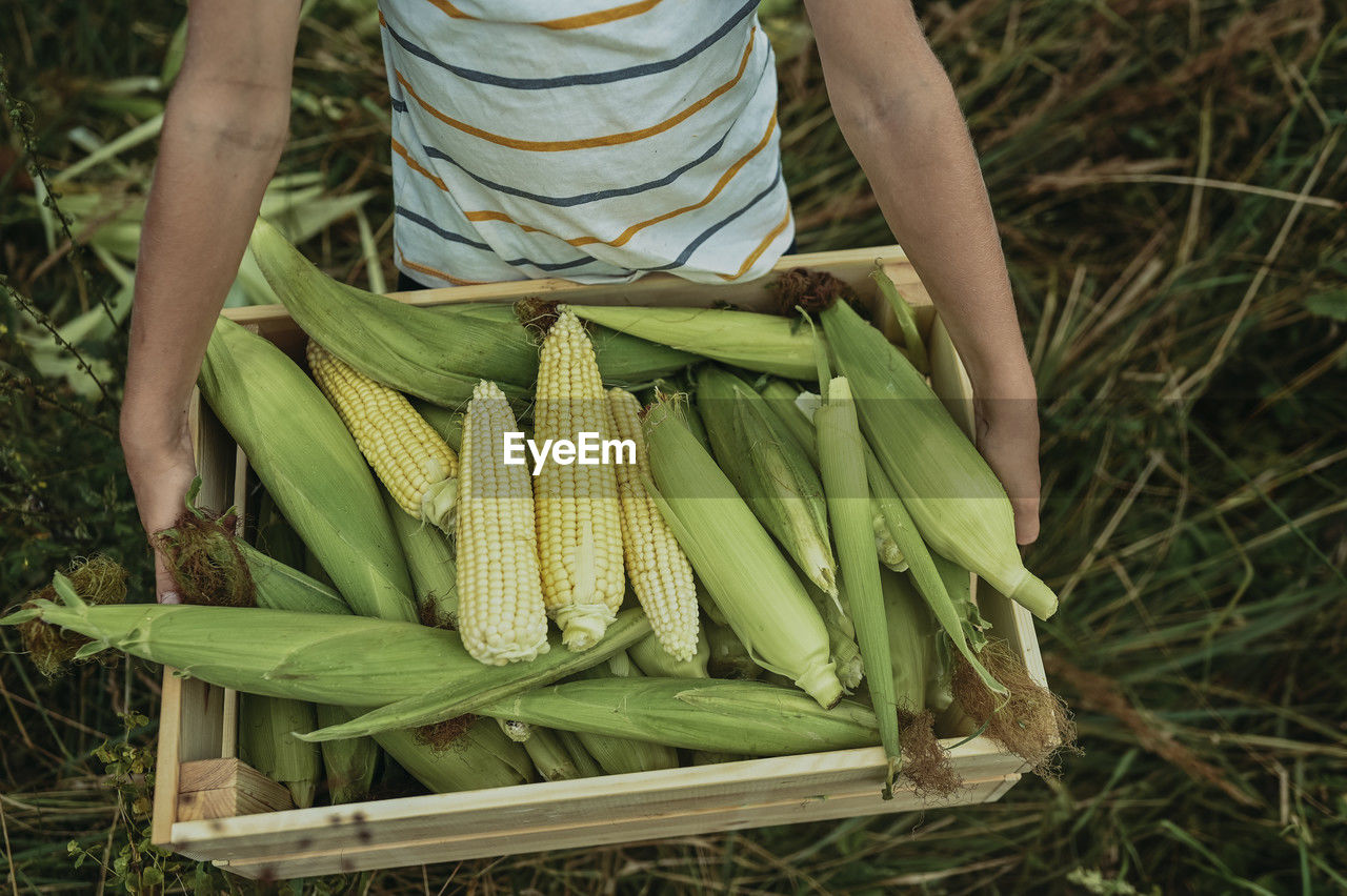 Boy carrying corns in crate in field