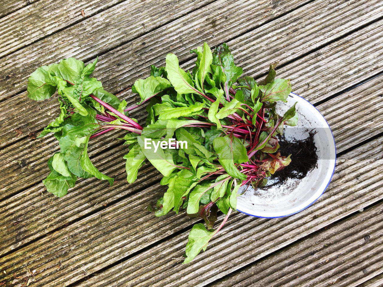 HIGH ANGLE VIEW OF FRESH GREEN LEAVES ON TABLE